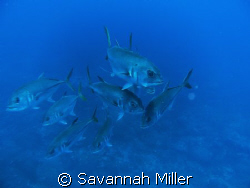 School of yellow fin jacks. by Savannah Miller 
